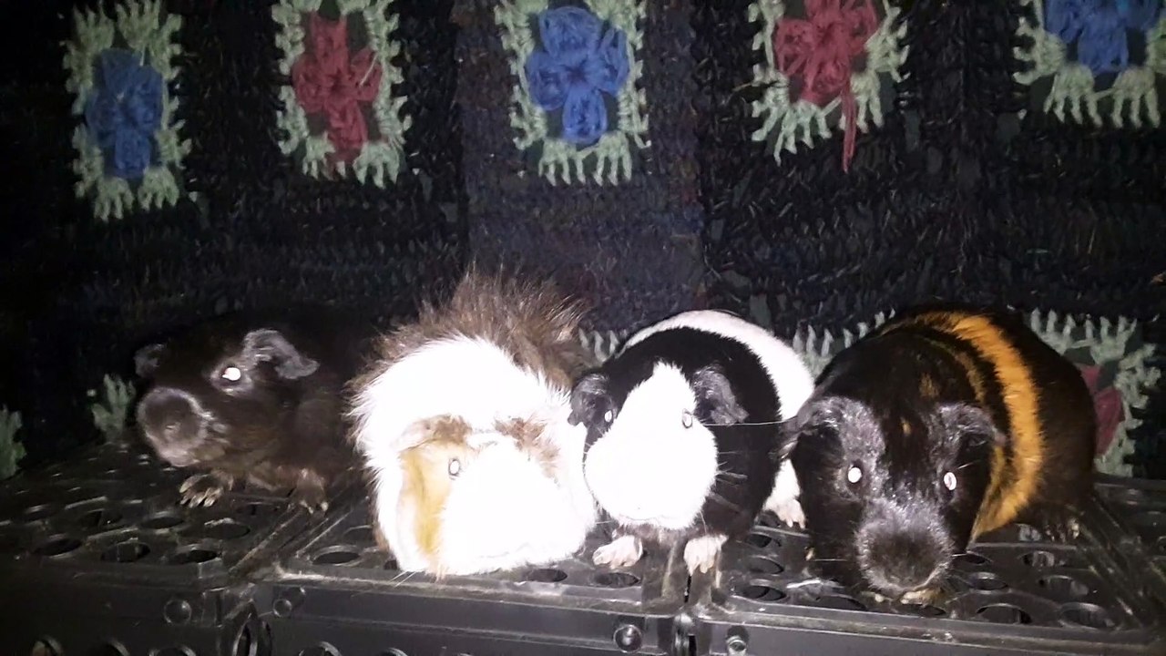 CAVIA PORCELLUS DAVID 20210626_070053