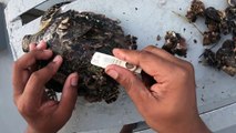 Rescue Sea Turtle Removing Barnacles From Poor Sea Turtle _ animals, Nature, turtles, ocean, ASMR