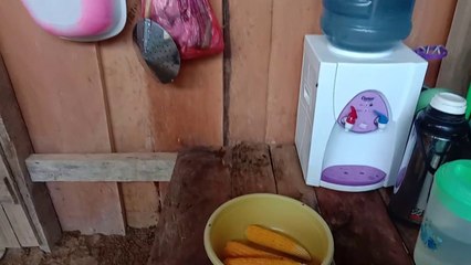 Viral  Makan Jagung Manis Di Kampung Klasilik, Kabupaten Sorong