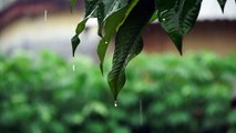 relaxation music with the sound of rain, stress relief