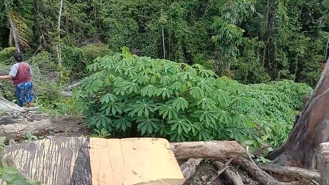 Kebun Sayuran Di Pinggiran Hutan, Kampung Klasilik, Kabupaten Sorong