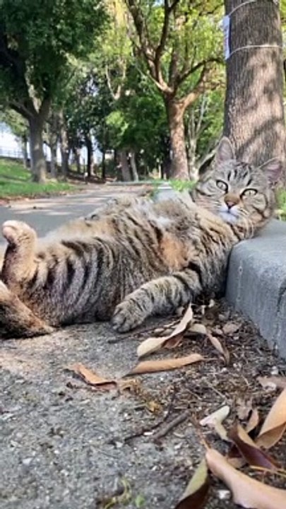 Video kucing lucu Dan imut
