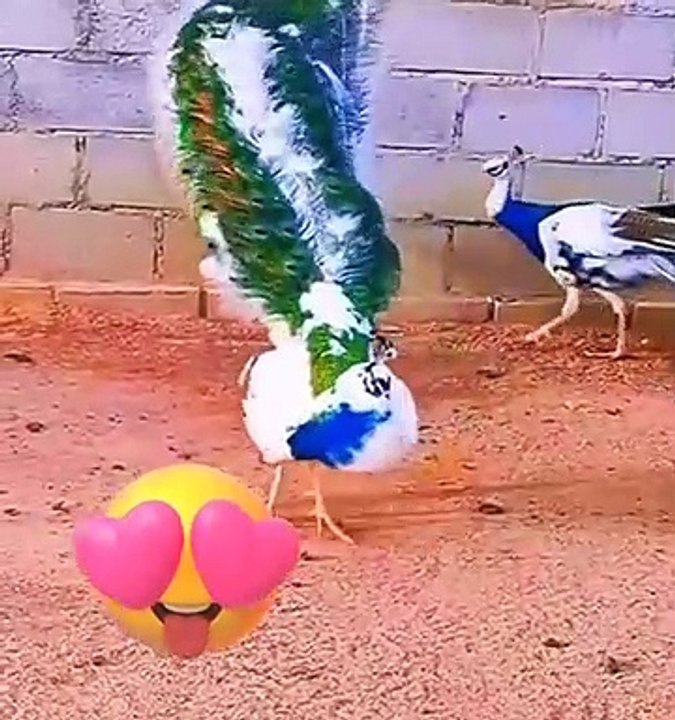 Wow amazing burung tercantik
