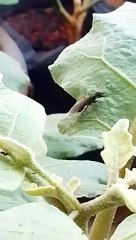 Semut hitam bersayap terkejut saat kemunculan semut hitam kecil dihadapannya