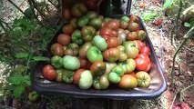 Ata tohumu bereketi...6 aydır domates hasadı yapılıyor