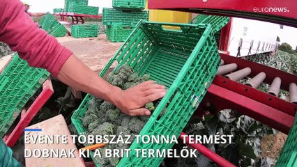 Több száz tonna termést dobnak ki a brit gazdák évente