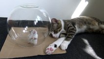 The Little Cat Would Like to Play with the Hamster