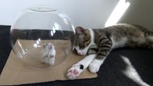 The Little Cat Would Like to Play with the Hamster
