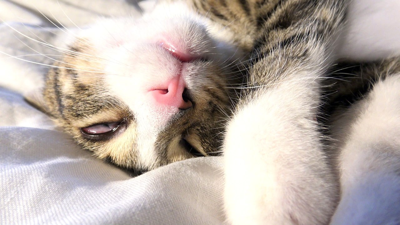 Funny Dreaming Cat Moves In His Sleep