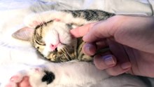Lovely Little Cat Is Very Relaxed and Sleepy