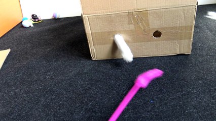 Small Cat Hides in a Box to Chase the Toy