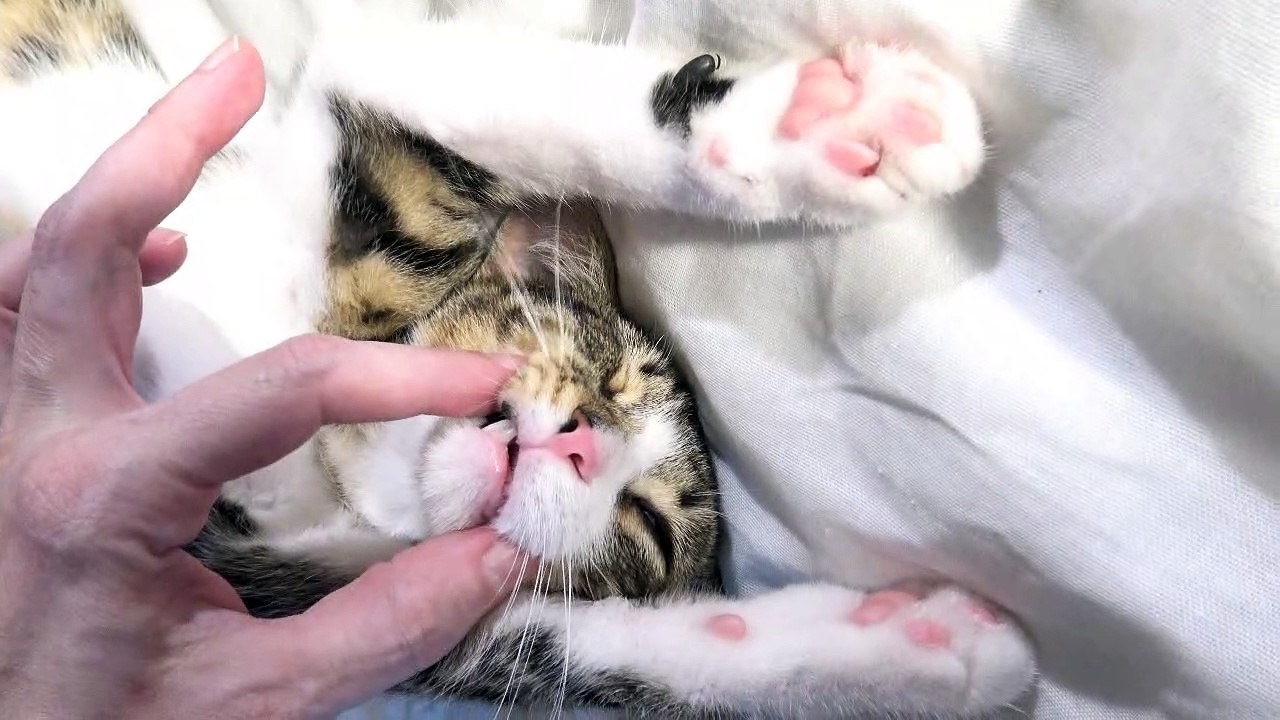 When the Little Cat Sleeps Tight