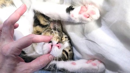 When the Little Cat Sleeps Tight