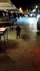 Un jabalí siembra el pánico en el paseo Marítimo de Badalona