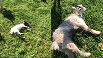 'Adorable 'Fainting' goats proudly show why they're called that '