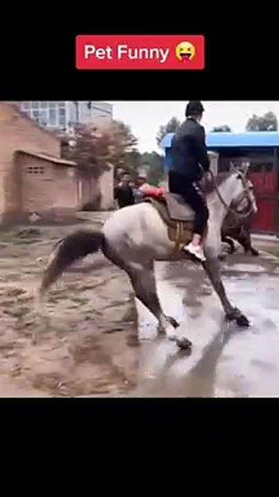 funny video