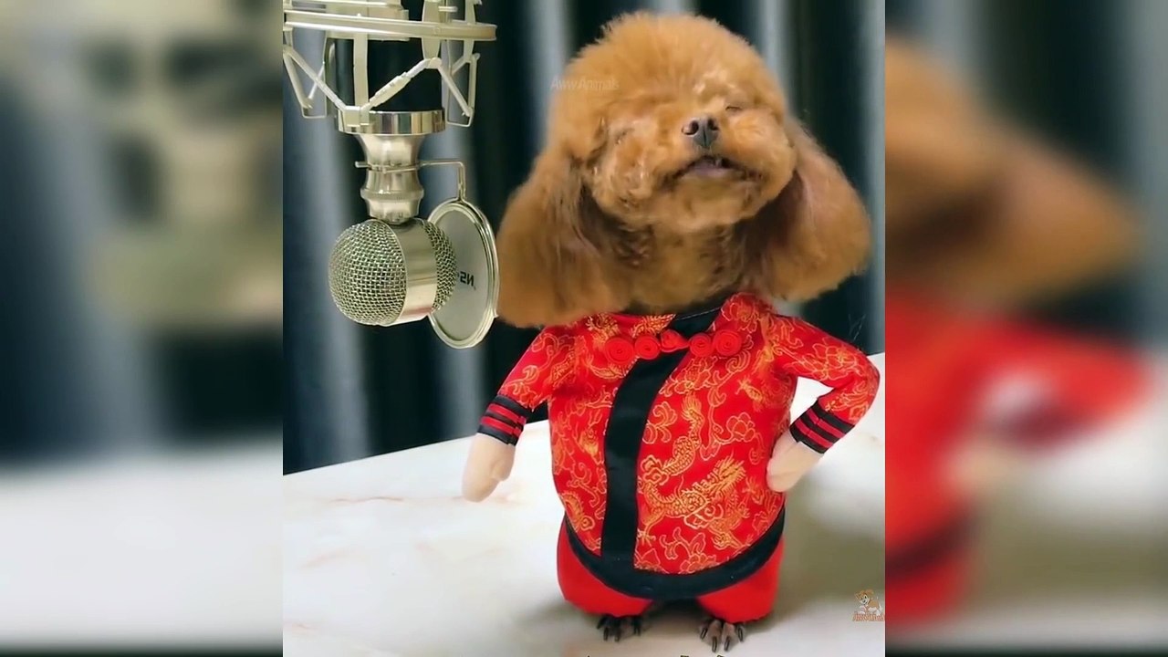 Best Talent - Cute and Funny Animals Videos Compilation