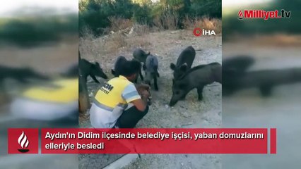 Belediye işçisi, yaban domuzlarını elleriyle besledi