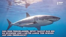 Hai: 2020 freigelassen, jetzt taucht das 650 kg schwere und 4 Meter lange Tier wieder auf und überrascht