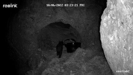 El osezno de la osa despeñada está vivo