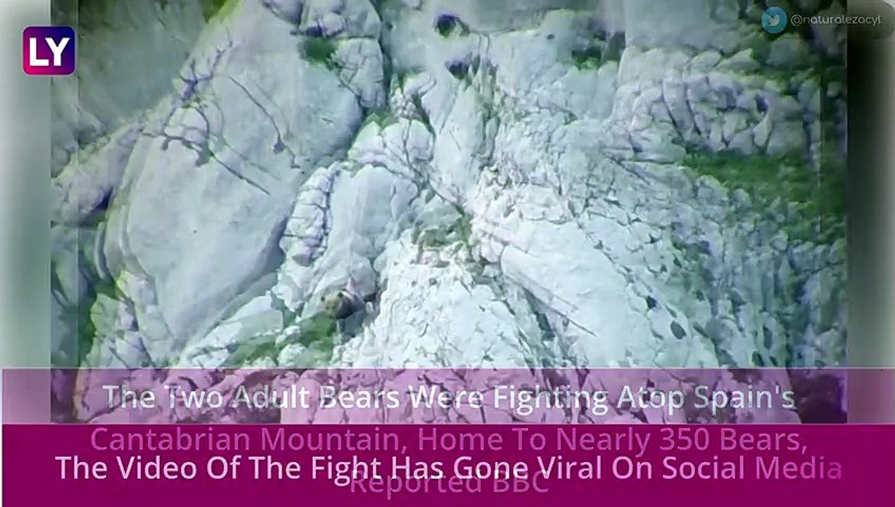 Bear Fight Atop Spain's Cantabrian Mountain Ends In Tragedy As Both Mother Bear & Male Bear Fall Off Cliff