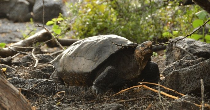 La tortue géante des Galápagos, que l'on croyait disparue, ne serait finalement pas éteinte