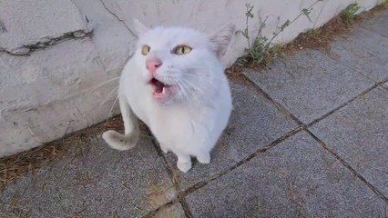 Angry White Cat that throws flying kicks at anything that touches it.