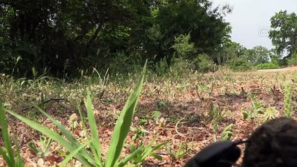 Bursa'daki o böcekler için koruma önlemi