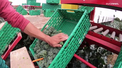 Arbeitskräftemangel: Britisches Gemüse vergammelt auf den Feldern