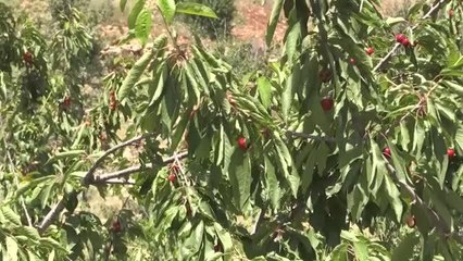Mardin Yeşilli'de "Napolyon" kirazında hasat dönemi başladı