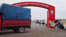 Çubuk'taki canlı hayvan pazarında kurbanlık satışları başladı