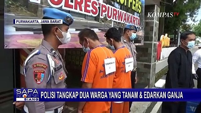 Tanam Ganja di Sela-sela Rumput Ilalang Hingga Edarkan Ganja, 2 Warga Purwakarta Ditangkap!