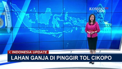 Tanam Ganja di Gerbang Tol Cikopo Purwakarta, 2 Tukang Kebun Ditangkap Polisi