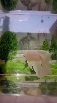 Ikan cupang halfmoon white