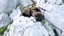 Annesini korumak isteyen yavru ayı uçurumdan aşağı yuvarlandı! Kahreden anlar kamerada