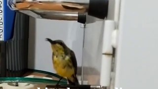 Suara Burung Kolibri Sogon Untuk Pikat