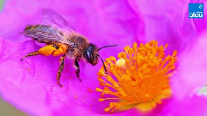 Atlas de la biodiversité communale - Grandeur nature
