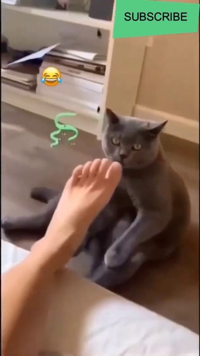 Funny cat most funny video