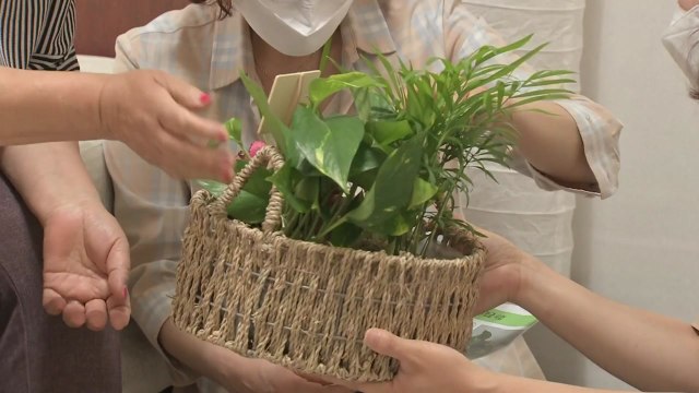 [서울] 홀몸 어르신 외로움 달래주는 반려식물 보급 / YTN