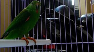 Suara Burung Serindit -Masteran Serindit Sulawesi