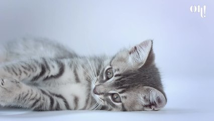 Si votre chat ne vous respecte pas, c'est peut-être parce qu'il vous prend... pour un singe ! - 10 Jun 2022