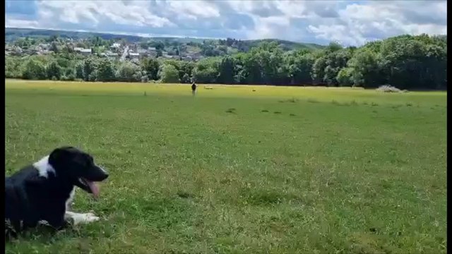 À Floreffe, ce week-end sera rythmé par les aboiements et les bêlements, avec un concours de chiens de berger