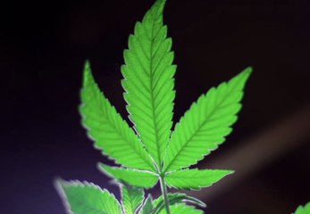 La Thaïlande devient le premier pays d'Asie à légaliser la marijuana