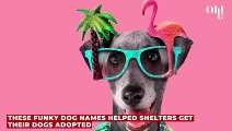 These funky dog names helped shelters get their dogs adopted