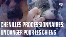 Chenilles processionnaires: 