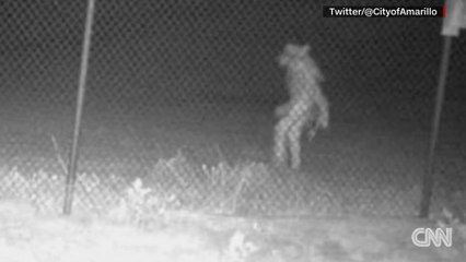 Mysterious Human-Like Creature Spotted At Texas Zoo