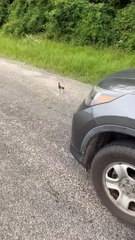Joven rescata a un gatito y es emboscado por muchos mas