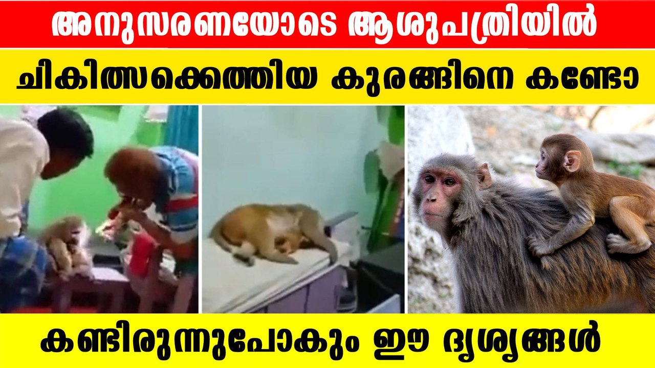 Wounded Monkey Visiting Clinic | മനുഷ്യനെ വെല്ലുന്ന അനുസരണയോടെ ആശുപത്രിയിൽ കുരങ്ങ്,വീഡിയോ കാണാം