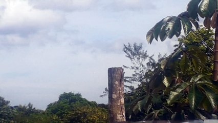 Airbus A321 PT-XPD vindo de Brasília para Manaus