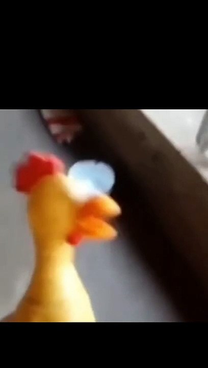 رد فعل الكلب  | dog reaction